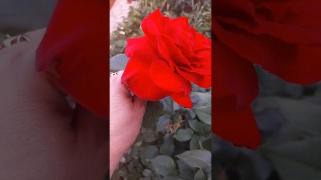 Розы: Марсель Паньоль, Рене Госсини, Кофе Брейк... смотреть онлайн