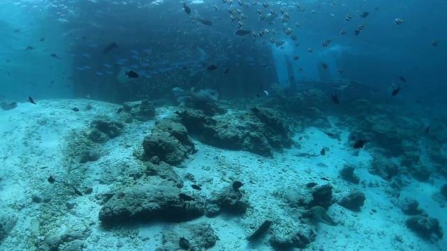 Мальдивы, дайвинг, South Malé Atoll, скаты смотреть онлайн