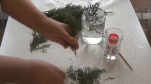 Как размножить тую черенками