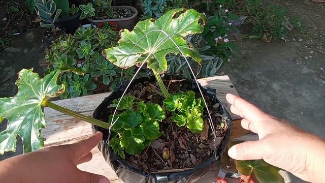 CÓMO REPRODUCIR BEGONIAS por HOJA смотреть онлайн