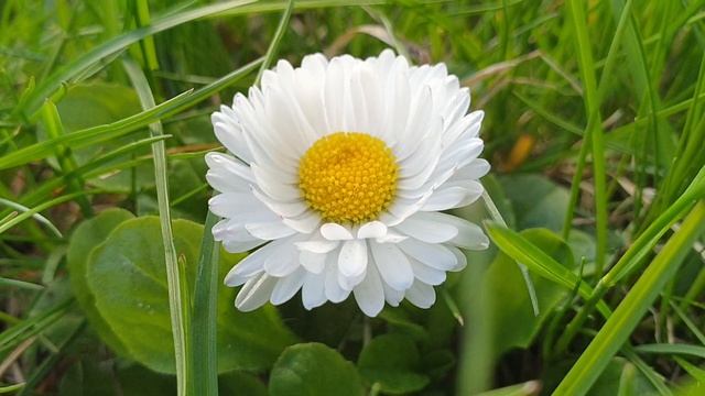 Цветут цветы летом на даче /Звуки летнего утра для расслабления и хорошего настроения смотреть онлайн