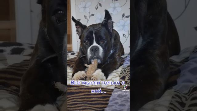 #немецкийбоксер смотреть онлайн