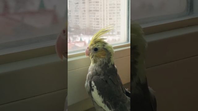 Щекастый Пёстрый Птенец-самец Корелл. смотреть онлайн