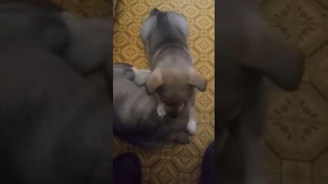 Выбор щенка Западно сибиркой лайки смотреть онлайн