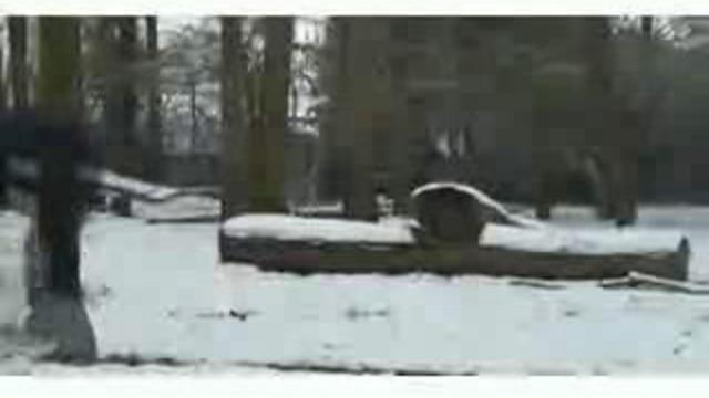 Тигры тоже любят снег смотреть онлайн