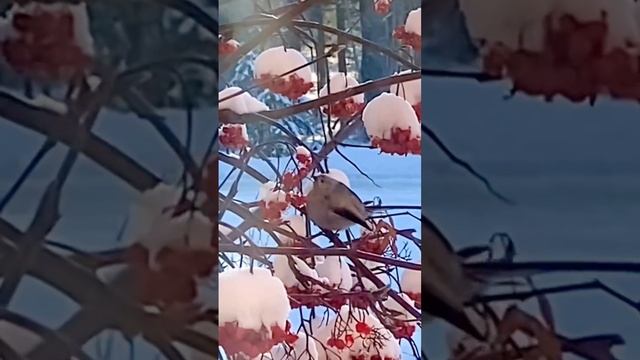 Птичка смотреть онлайн