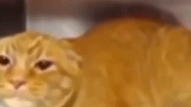 кот орёт на кого то как будто в попе прохладно смотреть онлайн