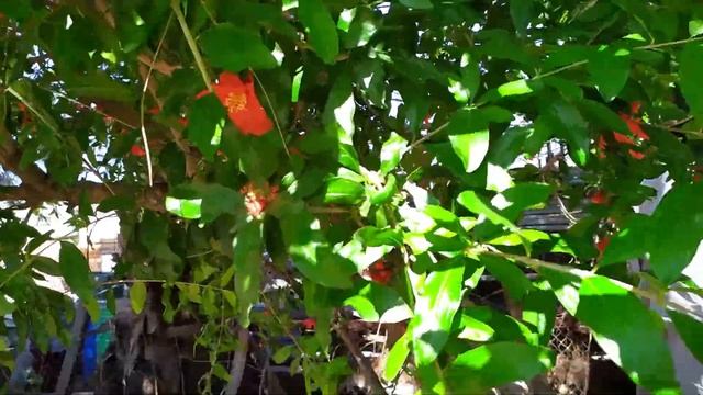 Цветение граната/Pomegranate flower смотреть онлайн