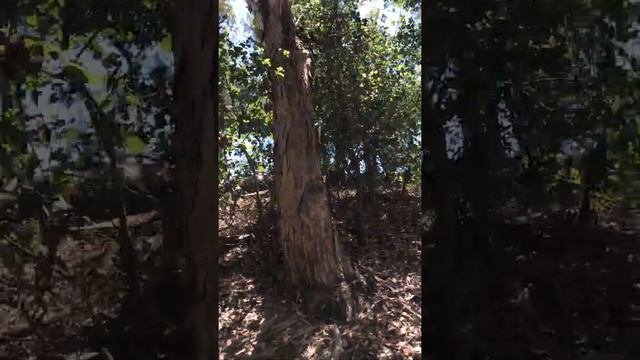 Eucalyptus nicholii (Narrow-leaved black peppermint) and some diversity in eucalyptus tree species смотреть онлайн