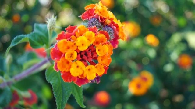 Sony SLT- A58 -Camera -Sample video -18-55mm f/3.5-5.6 Lens смотреть онлайн