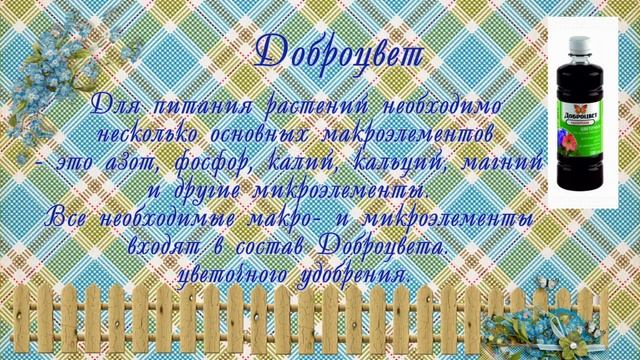 Лучшие удобрения для рассады Рассада цветов,посеянных в феврале.