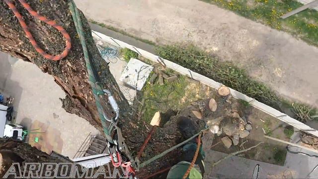 Ріжемо майже сухий в'яз We cut almost dry elm смотреть онлайн