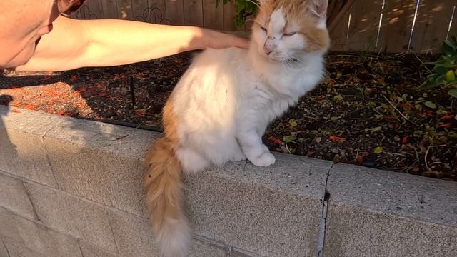 Выходные в домашних заботах. Чистка ковра мойкой под давлением. смотреть онлайн