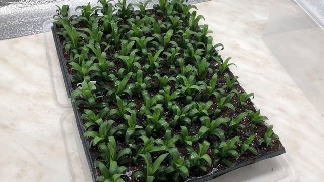 ЧЕРЕНКУЮ вегетативную ГВОЗДИКУ смотреть онлайн