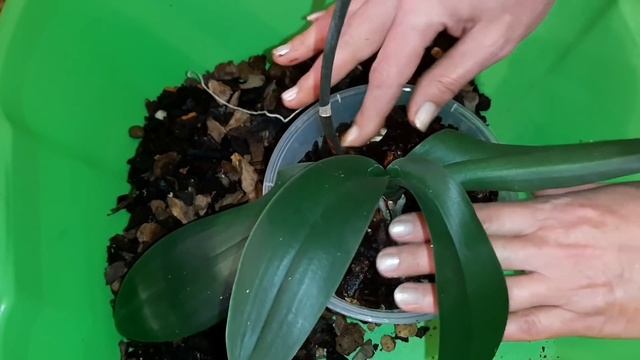 Пересадка бывшей Реанимашки из Nina Glass в Arte с заменой грунта | Phal. Grown Stripe смотреть онлайн