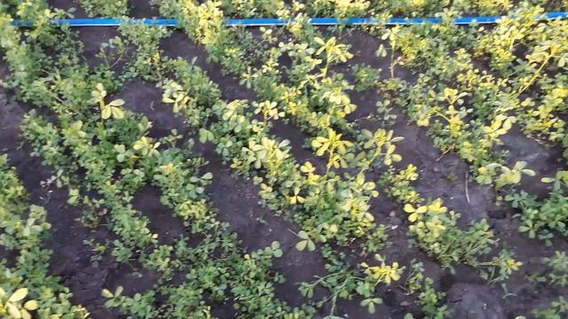 ПЯТЬ УКОСОВ ЛЮЦЕРНЫ В СЕЗОН. смотреть онлайн