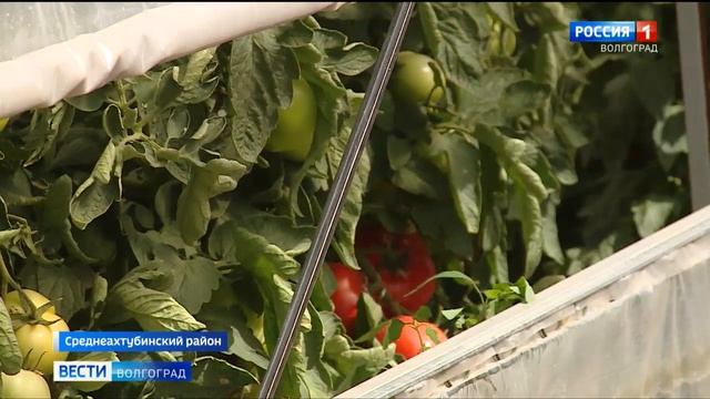 Урожай волгоградских помидоров ждут на столичных рынках смотреть онлайн
