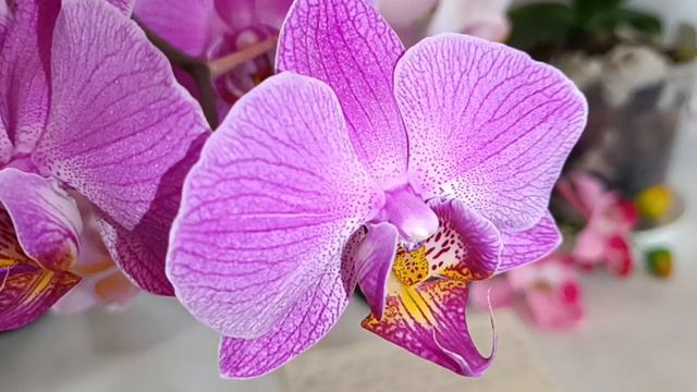 Фаленопсис сиреневый. смотреть онлайн