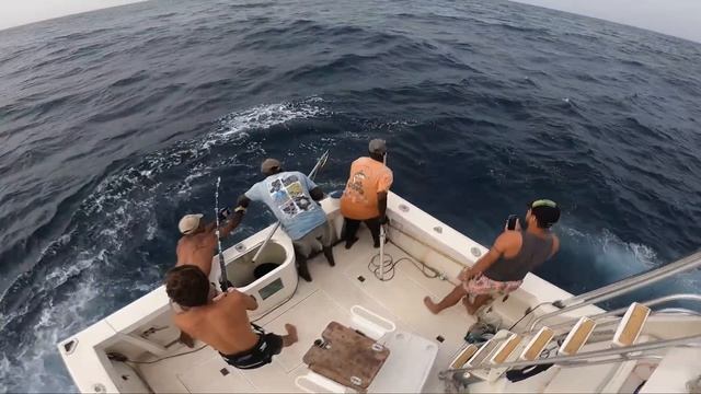 GIANT BLUE MARLIN 1200 lbs !! Au Sénégal ! смотреть онлайн