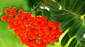 МИР ВАМ, ЛЮДИ!