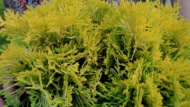 Туя західна Давід смотреть онлайн