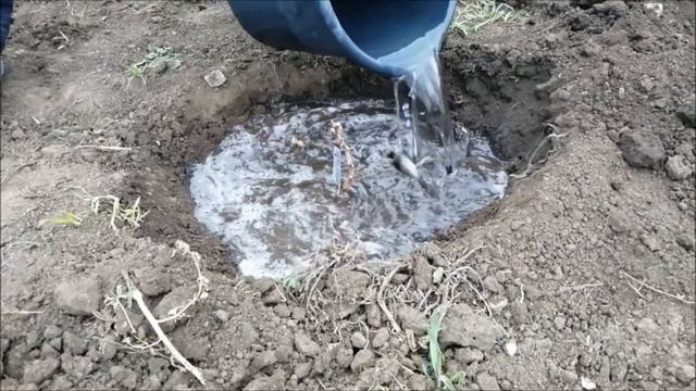 посадка винограда и крыжовника смотреть онлайн