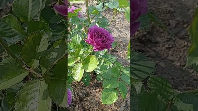 Роза Минерва. начало цветения смотреть онлайн