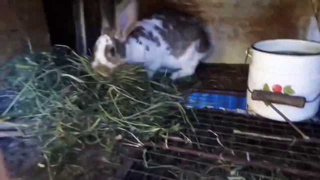 Крольчиха породы бабочка готовиться к окролу смотреть онлайн