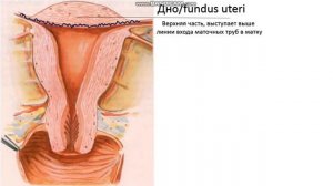 Женские половые органы