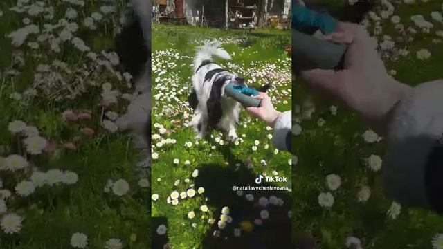 Кусь -кусь...))) #como #like смотреть онлайн