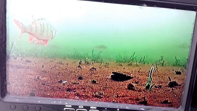 подводная камера онлайн( Underwater Camera Online )