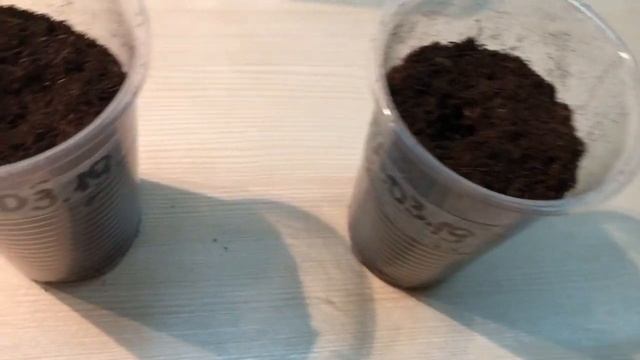 как вырастить фикус из ЛИСТА. Часть 1 / Grow a FICUS from a LEAF смотреть онлайн