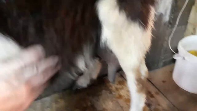 Утренняя дойка коз. смотреть онлайн