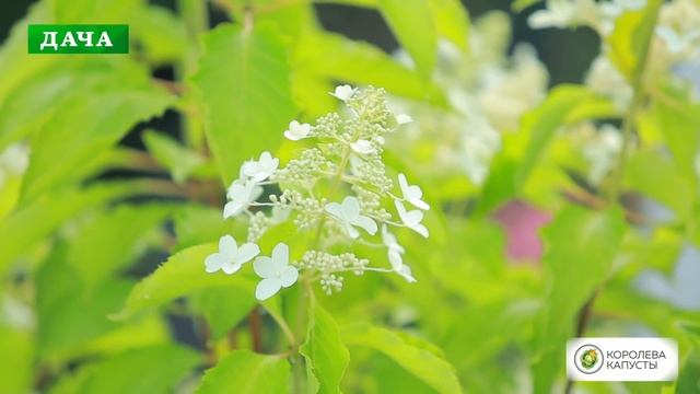 ГОРТЕНЗИЯ МЕТЕЛЬЧАТАЯ - виды, сорта, посадка, уход, обрезка и размножение смотреть онлайн