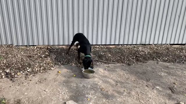 Разочарование в людях.. Что теперь с нашей собакой будет. Урок закончен. смотреть онлайн