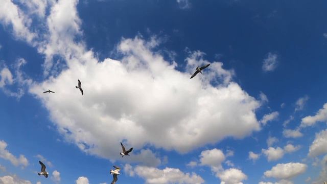 ПОЛЁТ ЭМОЦИЙ. ПОТРЯСАЮЩАЯ МУЗЫКА,  СКРИПКА. VUELO DE EMOCIONES. HERMOSO VIOLÍN. BEAUTIFUL MUSIC 🎻
