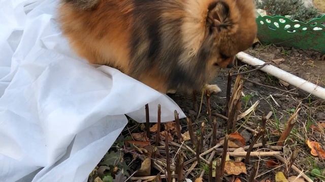 Шпиц помощник на даче смотреть онлайн