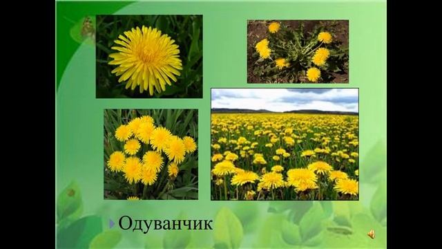 Первые весенние цветы Занятие для дошкольников смотреть онлайн