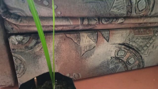 Финики, мандарины, проращивание из косточек. смотреть онлайн