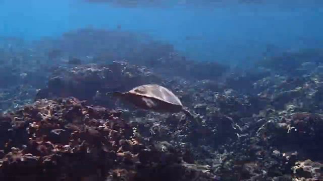 Thoddoo House Reef Turtle Snorkeling | Natalia and Iiuri смотреть онлайн