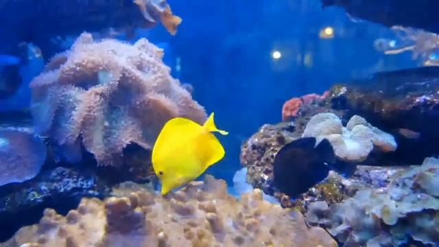 #кошки#рыбки#релакс#BestRelaxTiDeLudmilaИгра для кошечки котика котаРыбки плаваютваквариуме длякошк смотреть онлайн