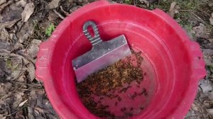 Чистим дно ульев. Весенняя чистка днища в ульях.