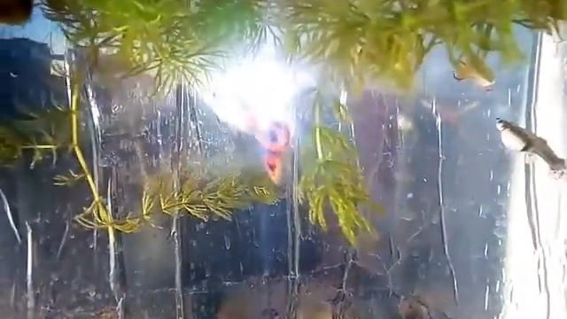 Улитки Ампулярия как отличить самца от самки. смотреть онлайн