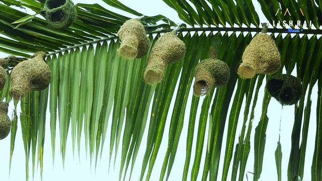 Wild Life Weaver Birds Building Nest /Alish Rai смотреть онлайн
