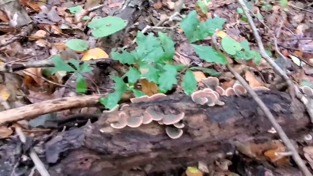 False turkey tail (Stereum ostrea) смотреть онлайн