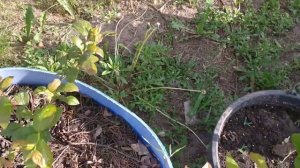 У голубики скручиваются листья