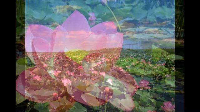 ЦВЕТОК ЛОТОСА ПРИТЯГИВАЕТ ЛЮБОВЬ К ЧЕЛОВЕКУ смотреть онлайн