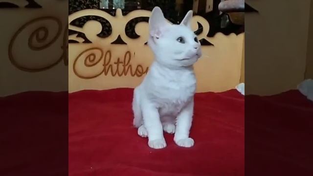 велюровый сфинкс украинский левкой девочка смотреть онлайн