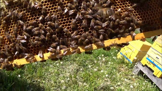 Карника Евгения Корнева !!!