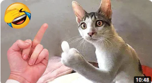 Самые смешные животные ? Приколы с котами и собаками 2023 ?? Часть 18